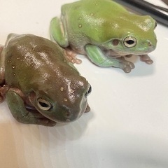 ※お取り置き中※ イエアメガエル