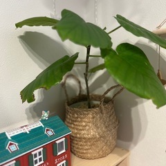 フィカス　ウンベラータ　観葉植物　インテリア　ゴムの木