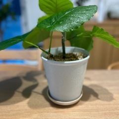 フィカス　ウンベラータ　観葉植物　インテリア　ゴムの木