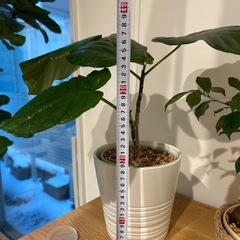 フィカス　ウンベラータ　観葉植物　インテリア　ゴムの木の画像