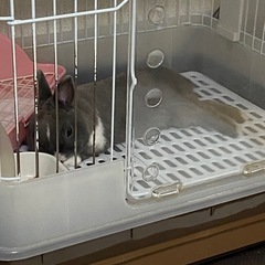 ゆちゃまる ♂ ミニウサギ 1月4日生まれ - その他