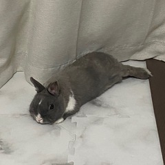 ゆちゃまる ♂ ミニウサギ 1月4日生まれ - 里親募集