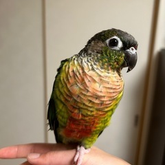 ワキコガネウロコインコ
