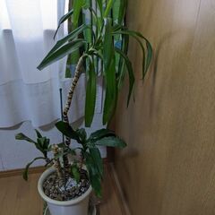 観葉植物の画像
