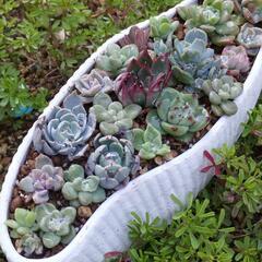 かわいい寄植え🌺🌱🙆多肉植物