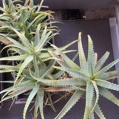 アロエベラ