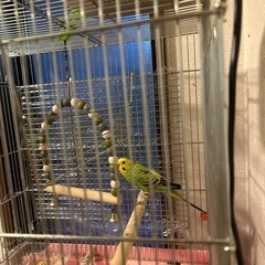 手乗りインコで鳥カゴも付けます。