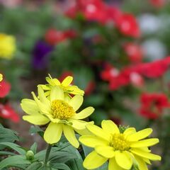 【好きなことで生きていきたい方】募集中の画像