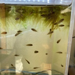 Ap.インカ50（バエンスヒ）WILDの稚魚10匹____20250118の画像