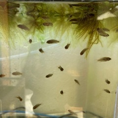 Ap.インカ50（バエンスヒ）WILDの稚魚10匹____20250118の画像