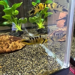 Ap.ロシタエWILDの稚魚5匹____20250118の画像