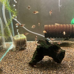 Ap.ロシタエWILDの稚魚5匹____20250118の画像