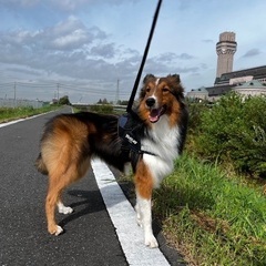 ボーダーコリー×シェルティ - 犬
