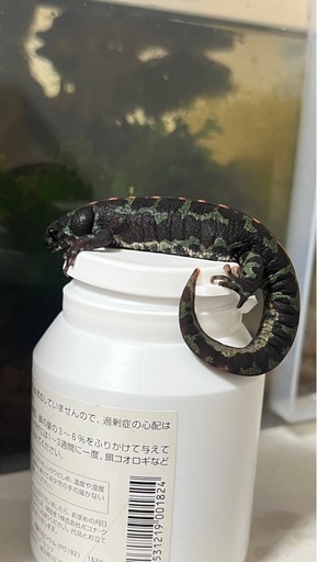 マダライモリ　オス　