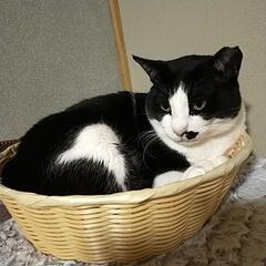 保護猫