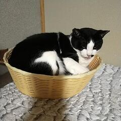 保護猫 - 大村市