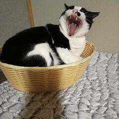 保護猫 - 猫
