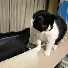 保護猫 - 里親募集