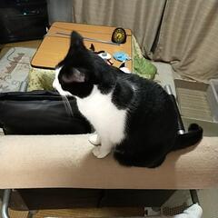 保護猫 − 長崎県