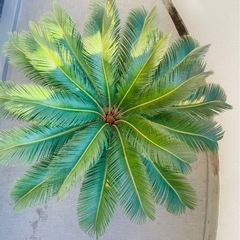 蘇鉄　ソテツ　16年物の画像