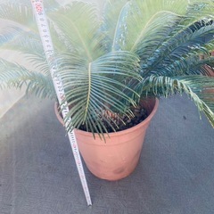 蘇鉄　ソテツ　16年物の画像