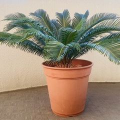 蘇鉄　ソテツ　16年物の画像