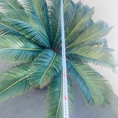 蘇鉄　ソテツ　16年物の画像