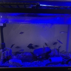 淡水魚   川魚  水槽