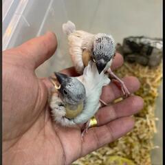 シルバー文鳥　オカメインコ　コザクラインコ