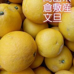 文旦 