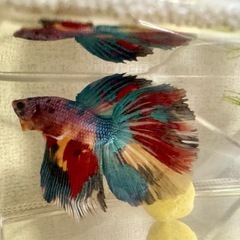 ③ベタ♂デルタテール ギャラクシーの画像