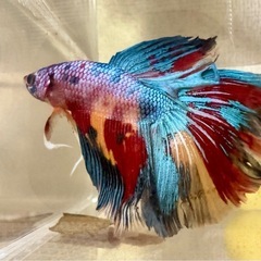 ③ベタ♂デルタテール ギャラクシーの画像