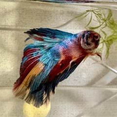 ③ベタ♂デルタテール ギャラクシーの画像