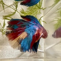 ③ベタ♂デルタテール ギャラクシーの画像