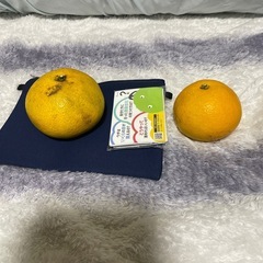 八朔(はっさく)                優待購入権付き