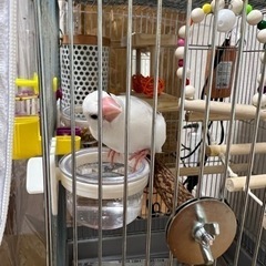 鳥好きさんいませんか？