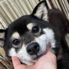 🎀譲渡決定😊きらりちゃん😊