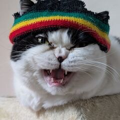 唄者（歌う人）楽器何でも募集です。やりたい事、三線のレゲエ風、沖...
