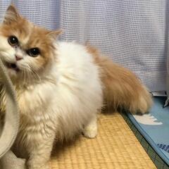 甘えん坊な8ヶ月のスコティッシュの女の子です