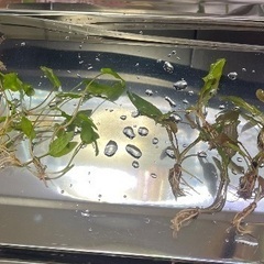 クリプトコリネ　2種