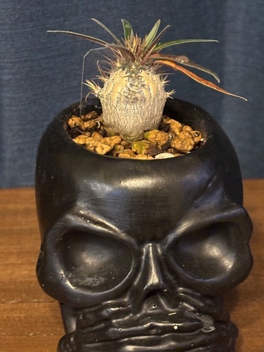 パキポディウム グラキリス 　Pachypodium rosulatum var. gracilius 　言わざる鉢付き