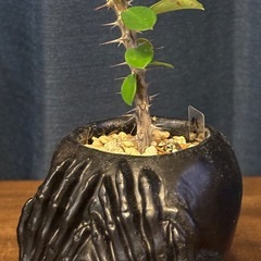 ユーフォルビア　花麒麟（ハナキリン ）見ざる鉢付き