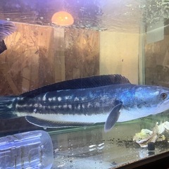 レッドスネークヘッドの画像