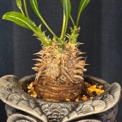 【美品】パキポディウム恵比寿笑い（Pachypodium bre...
