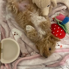【一旦中止】マルプー　オス　2ヶ月　1キロ - 犬