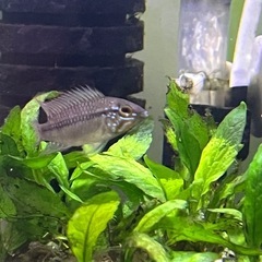 AP.D50.F1ペア(売約済)