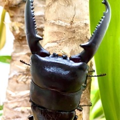 パラワンオオヒラタ♂♀の画像