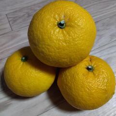 甘夏
