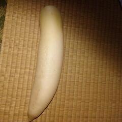 大根　20cm 2本の画像