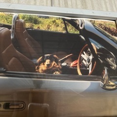 ドギーマンペットバリカン、リード、サングラス の画像